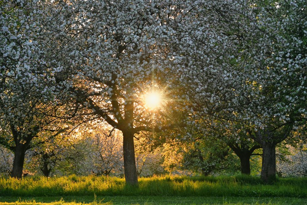 Abends bei den Blüten