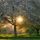 Abends bei den Blüten