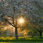 Abends bei den Blüten