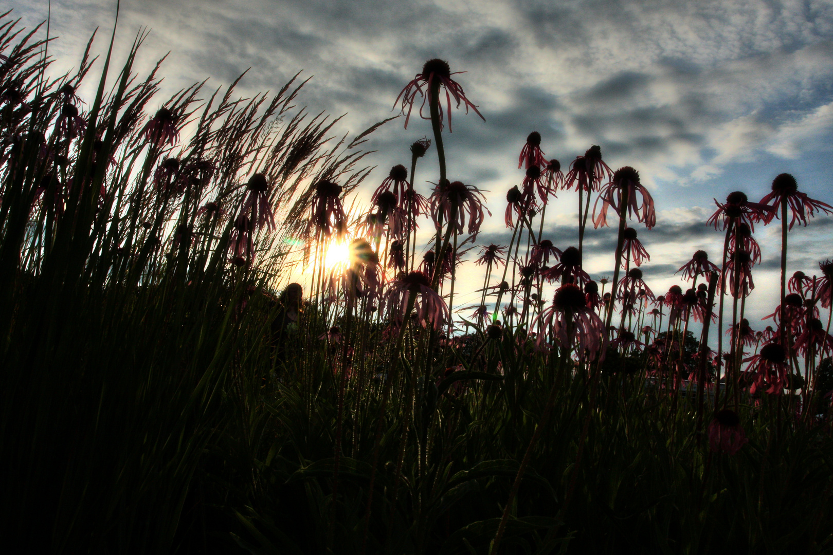 Abends bei den Sonnenhüten