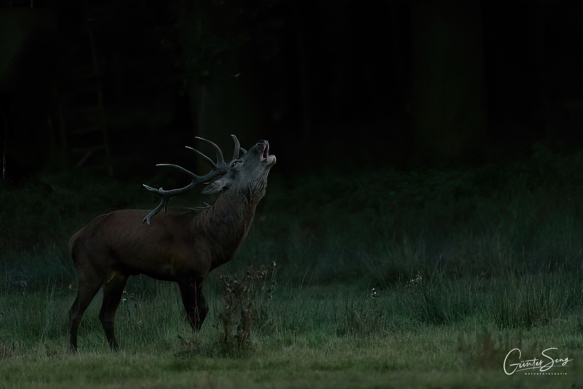 Abends bei der Hirschbrunft