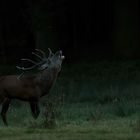 Abends bei der Hirschbrunft