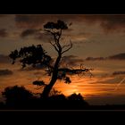 Abends bei meinem Baum...