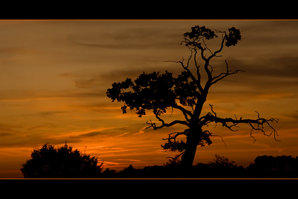 Abends bei meinem Baum... II