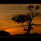 Abends bei meinem Baum... II