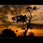 Abends bei meinem Baum... mit Ballon