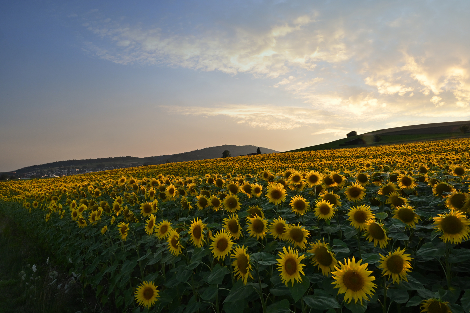 Abends beim Feld