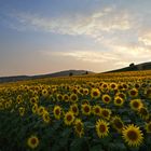 Abends beim Feld