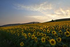 Abends beim Feld