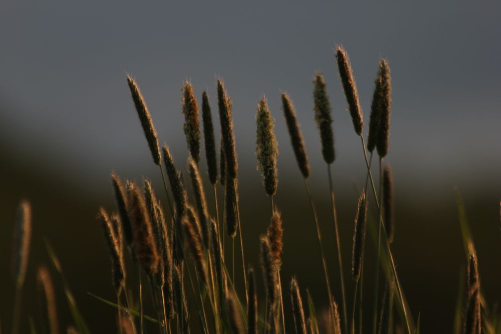 abends beim Spaziergang