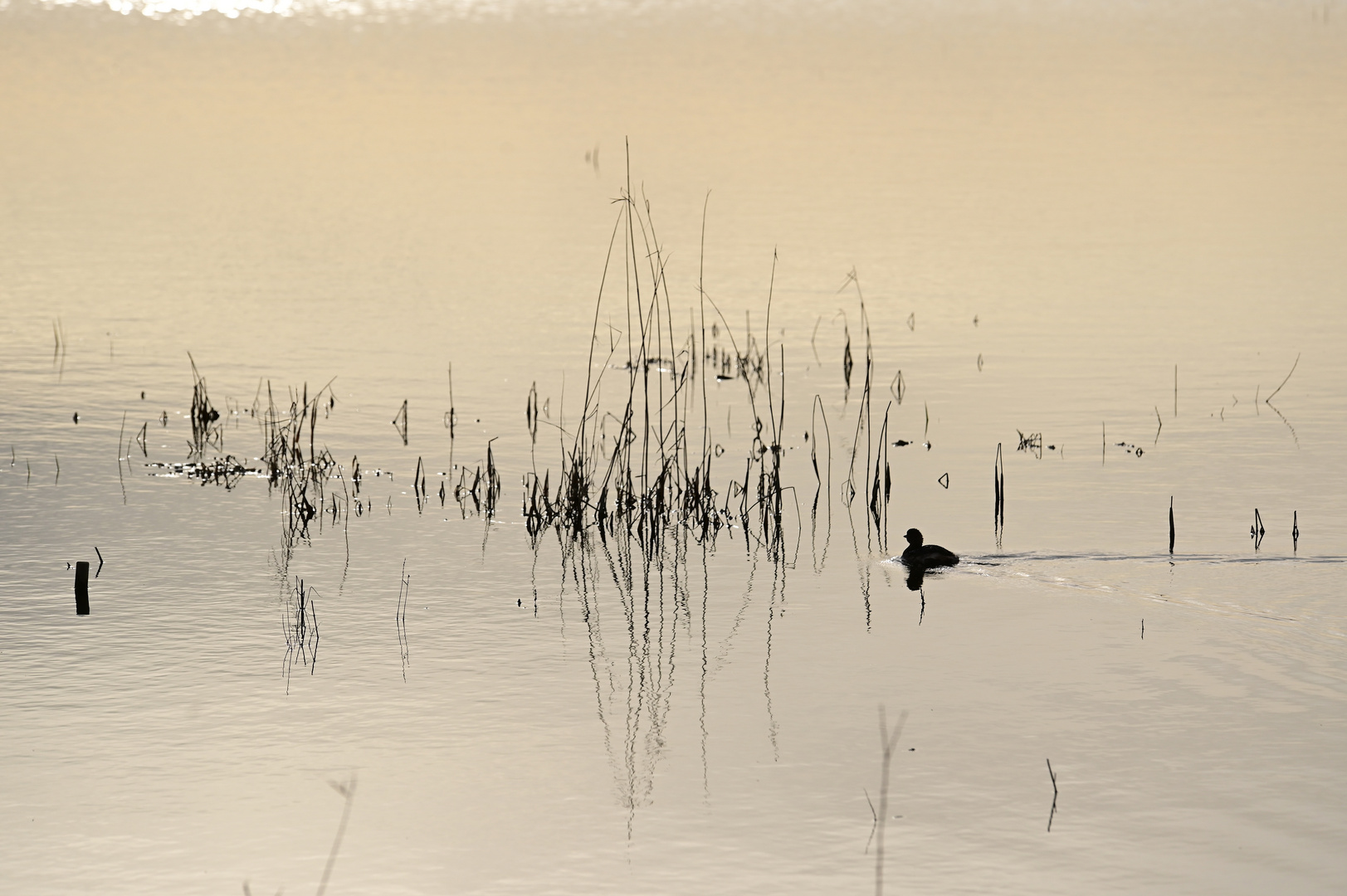 Abends beim Vogelweiher