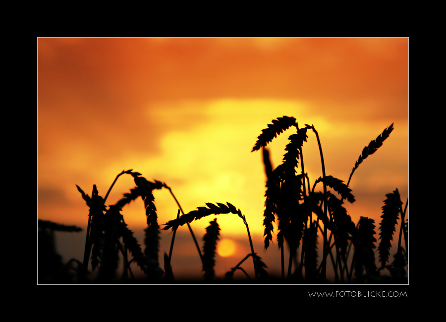 Abends beim Weizen