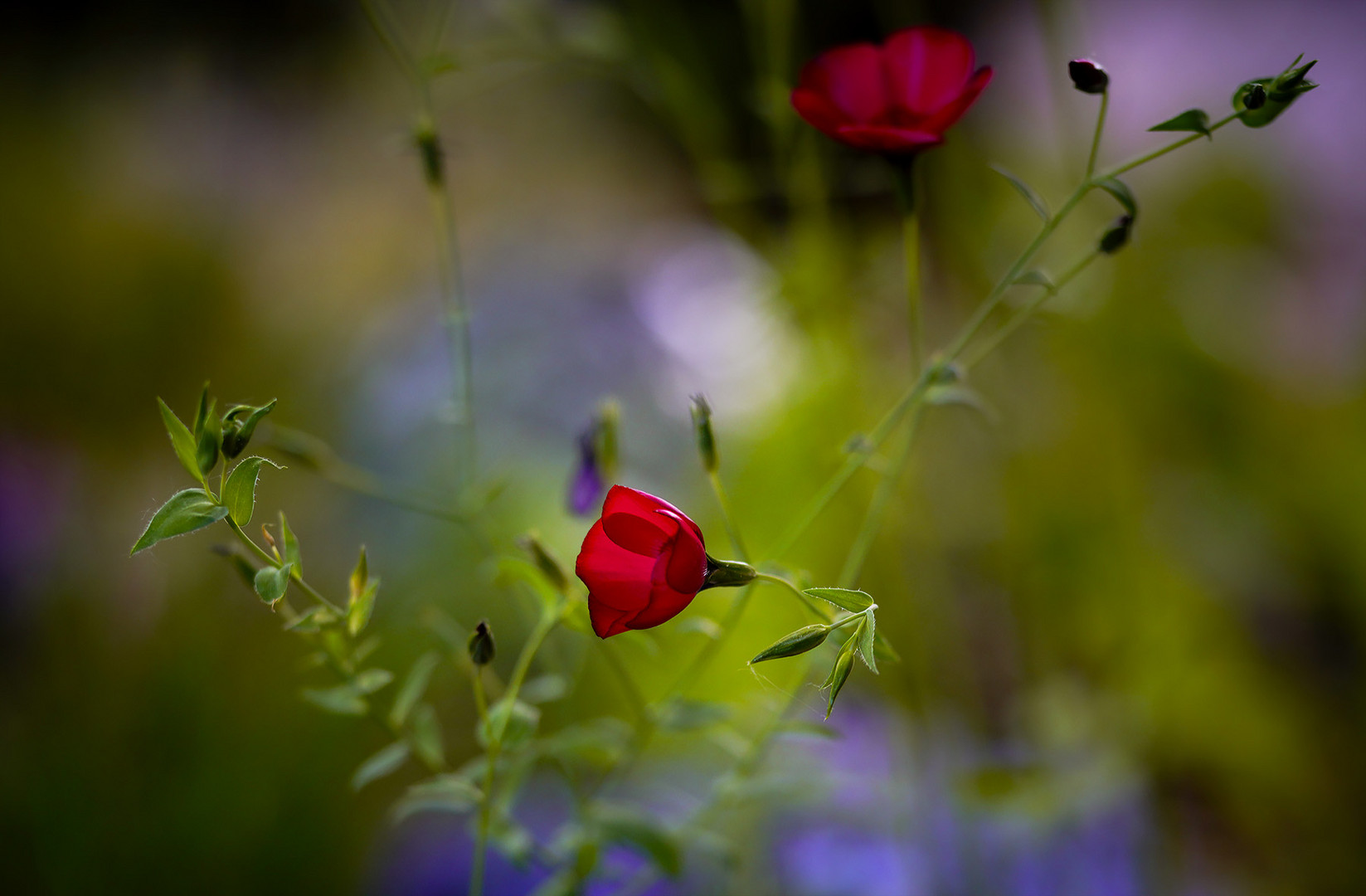 abends duften die blumen am besten ...