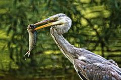 "ABENDS .....FRISCHER FISCH" - aber was hatten eure Reiher schon an Beute?