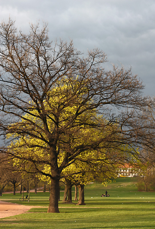 Abends im Alaunpark