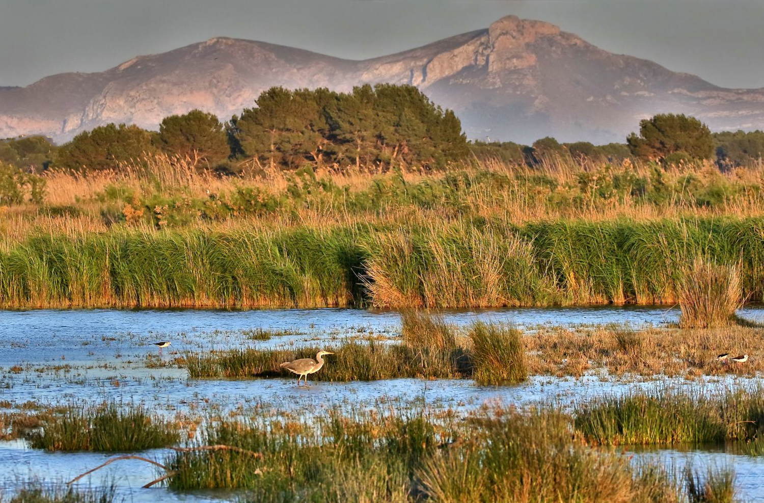 "Abends im Albufera Naturpark, auf Mallorca" (HDR)