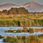 "Abends im Albufera Naturpark, auf Mallorca" (HDR)