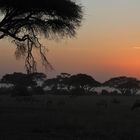  Abends im Amboseli Nationalpark