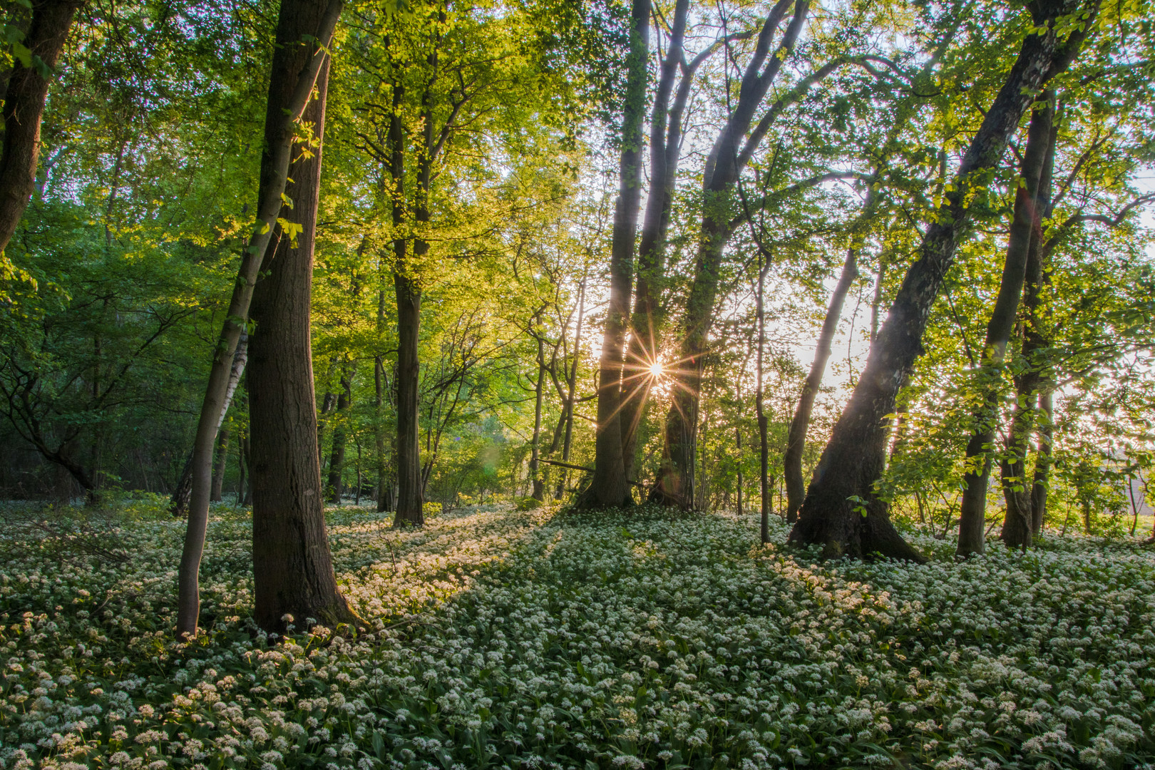 Abends im Bärlauchwald