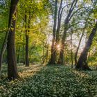 Abends im Bärlauchwald