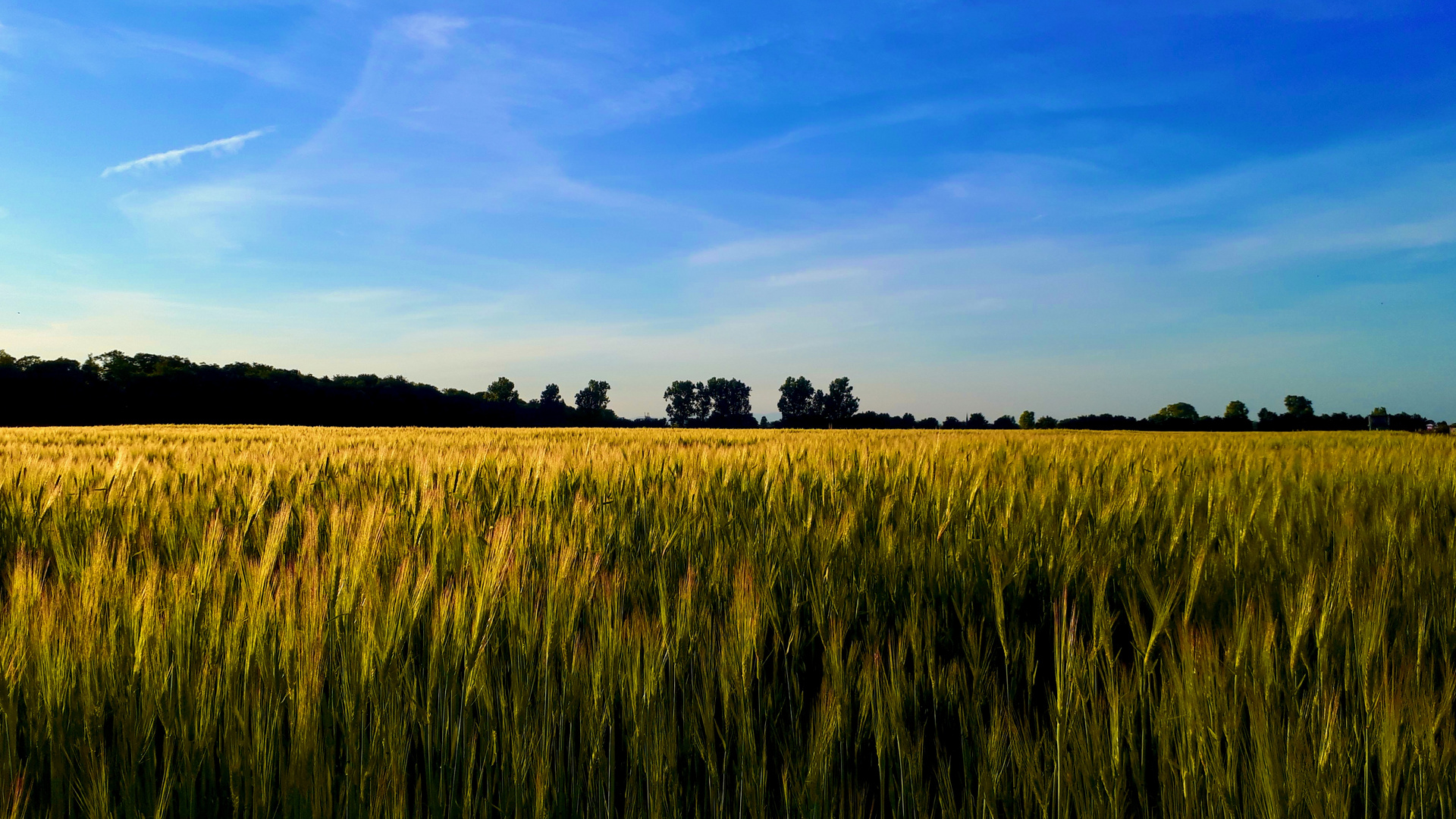 abends, im Feld