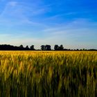 abends, im Feld