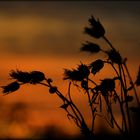 Abends im Feld 2