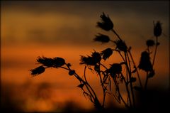 Abends im Feld 2