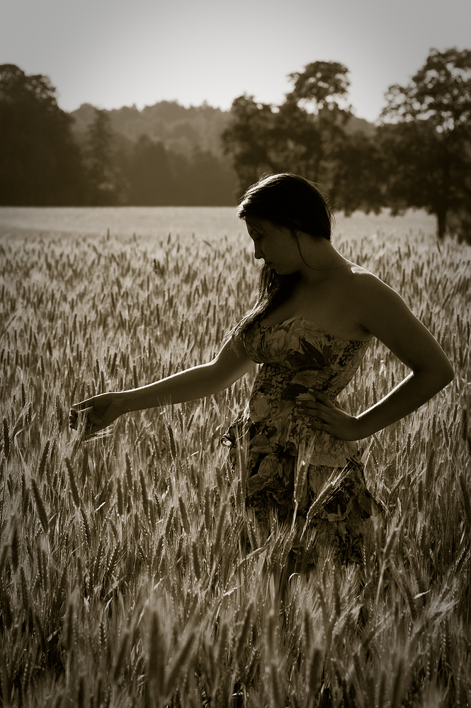 Abends im Feld