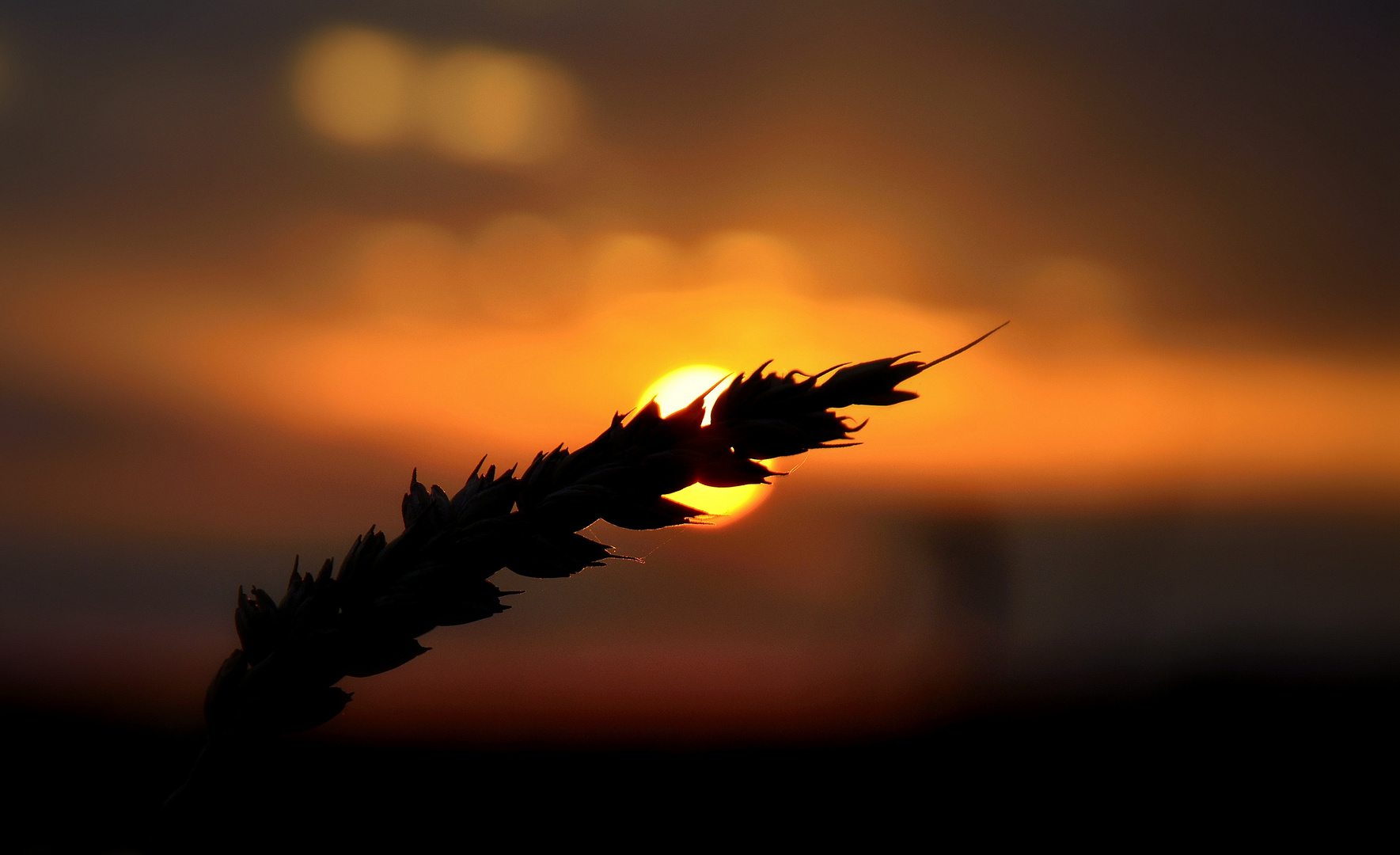 Abends im Feld