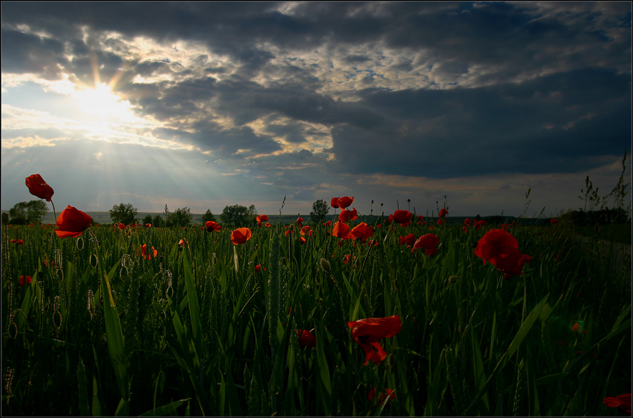 abends im Feld zwischen Getreide und Mohn (43)