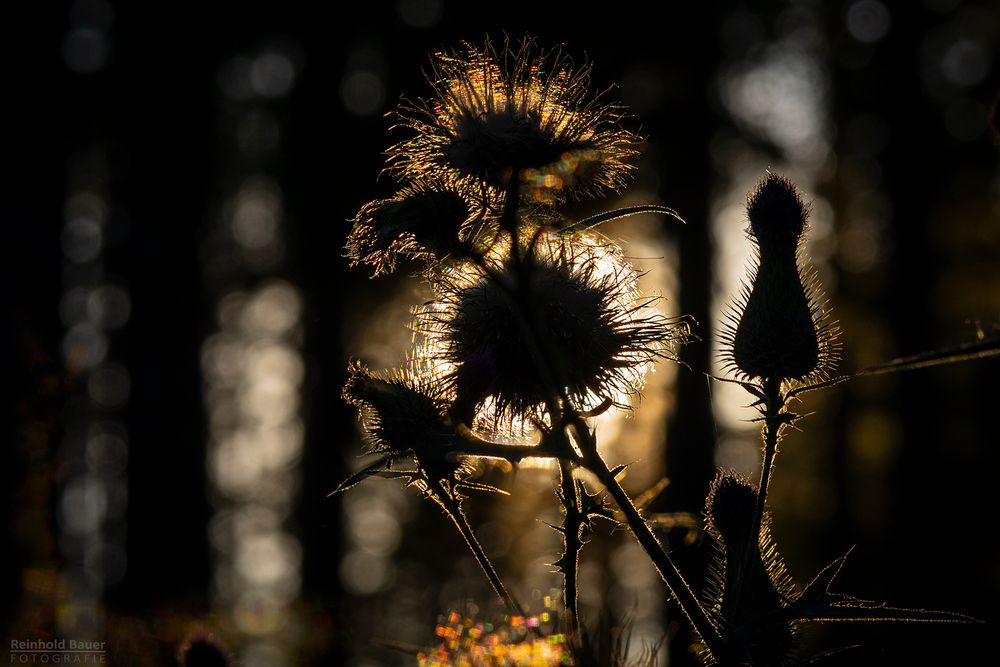 Abends im Friedwald