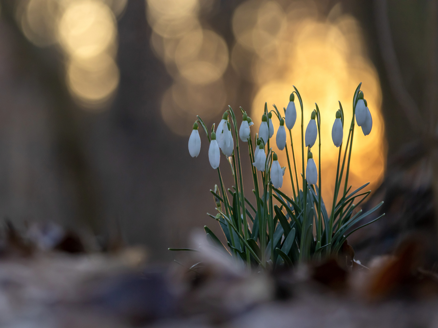 Abends im Frühlingswald 