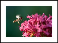 Abends im Garten