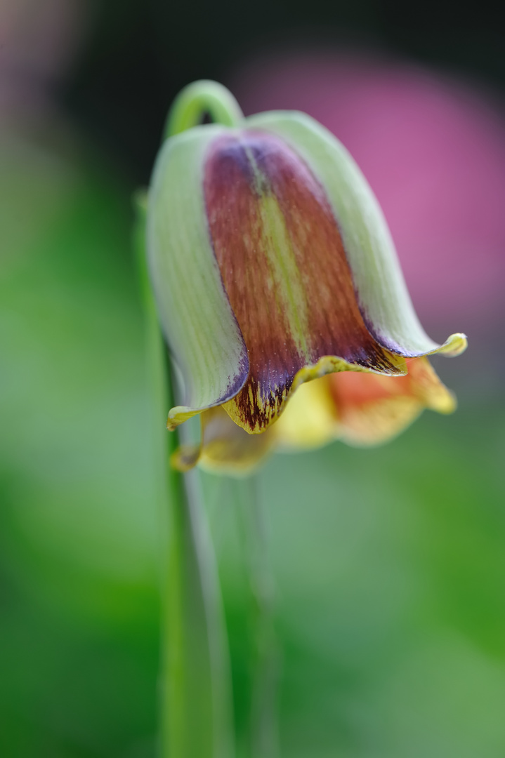 Abends im Garten