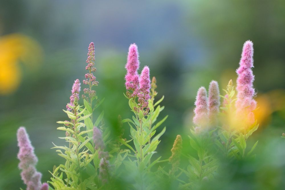 abends im Garten