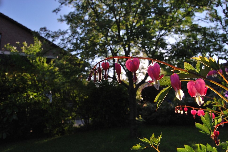 Abends im Garten