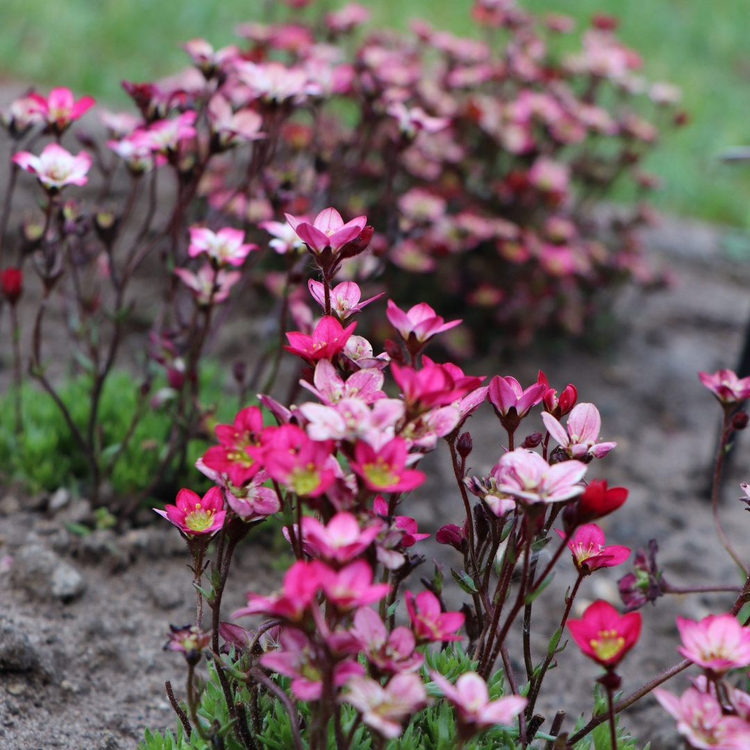 Abends im Garten 