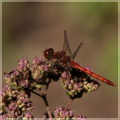 Abends im Garten..........II