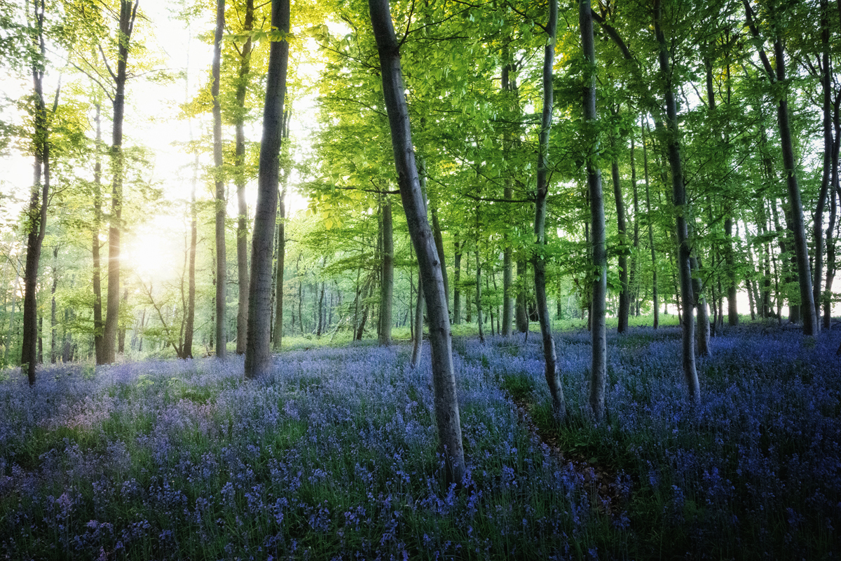 Abends im Hyazynthenwald