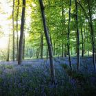 Abends im Hyazynthenwald