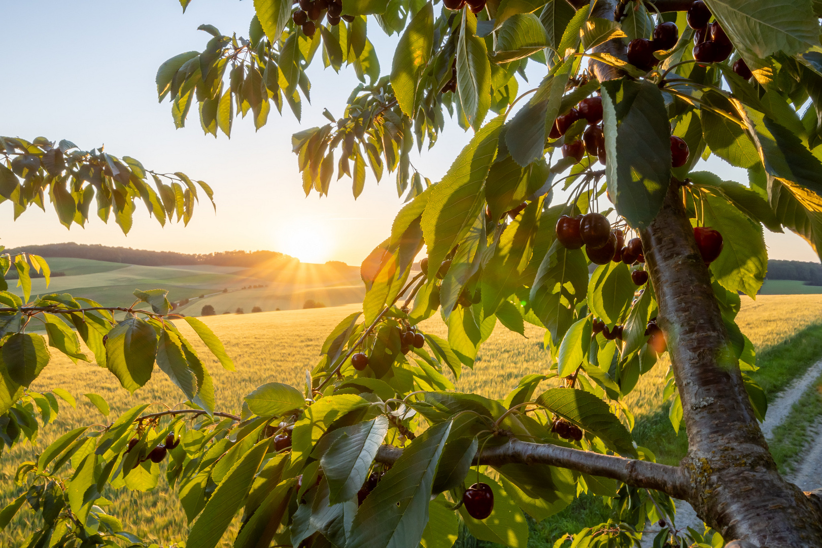 Abends im Kirschbaum ...