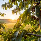 Abends im Kirschbaum ...