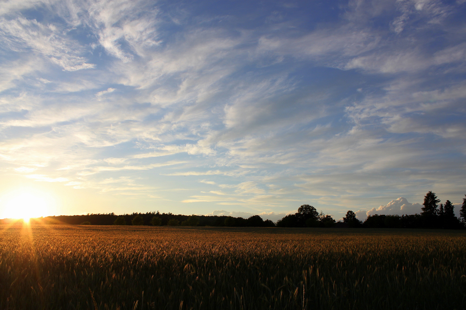 abends im Korn