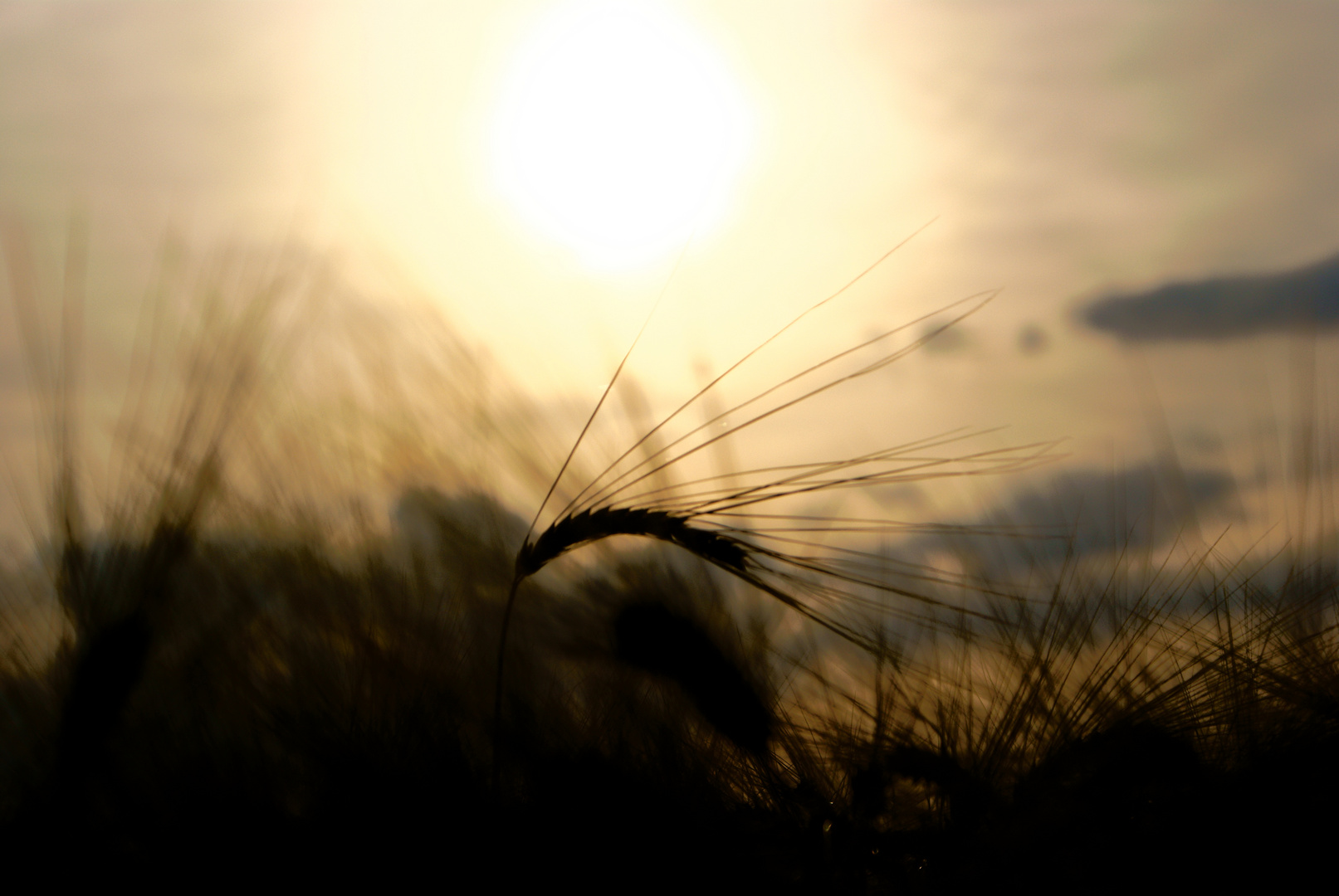 Abends im Kornfeld