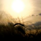 Abends im Kornfeld