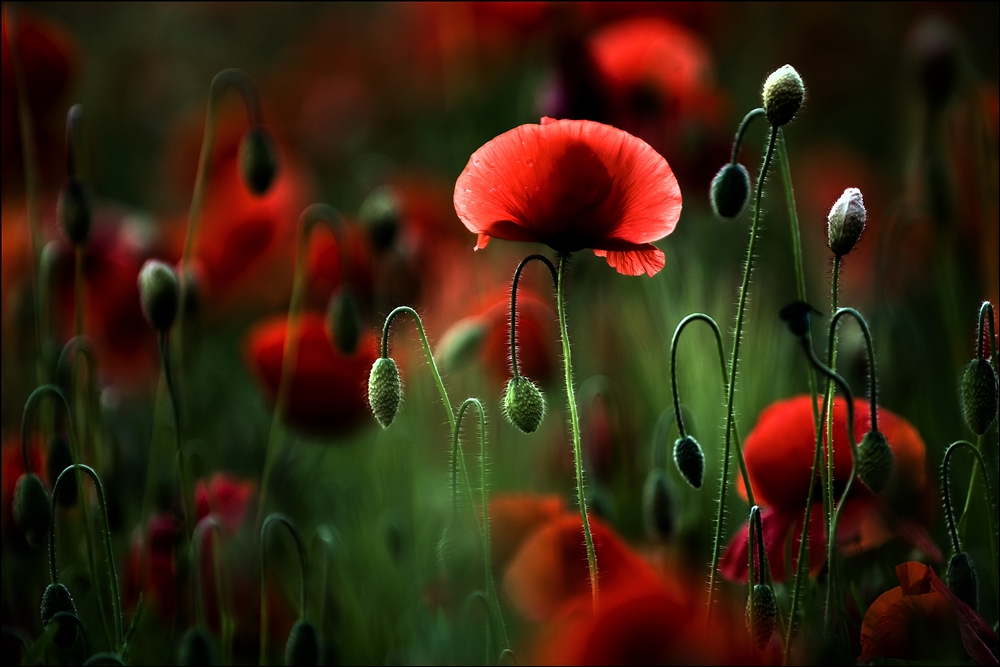 abends im Mohn