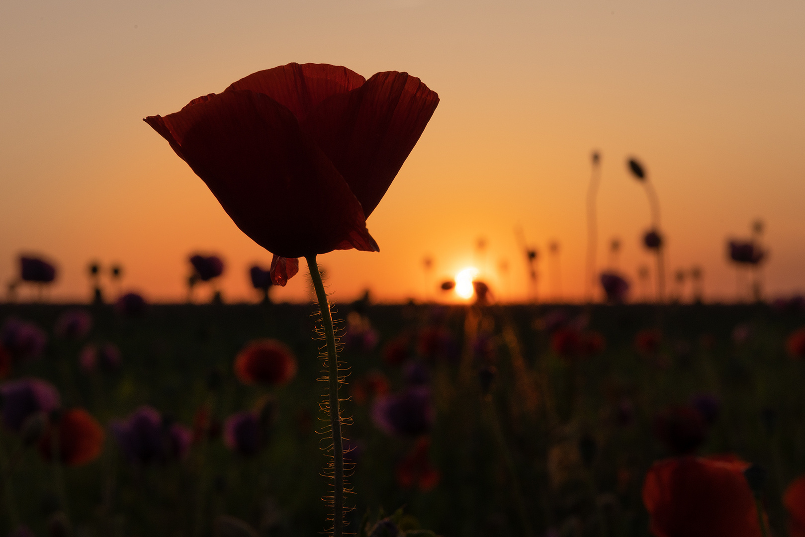 abends im Mohnfeld