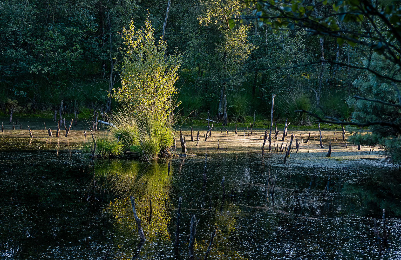 Abends im Moor