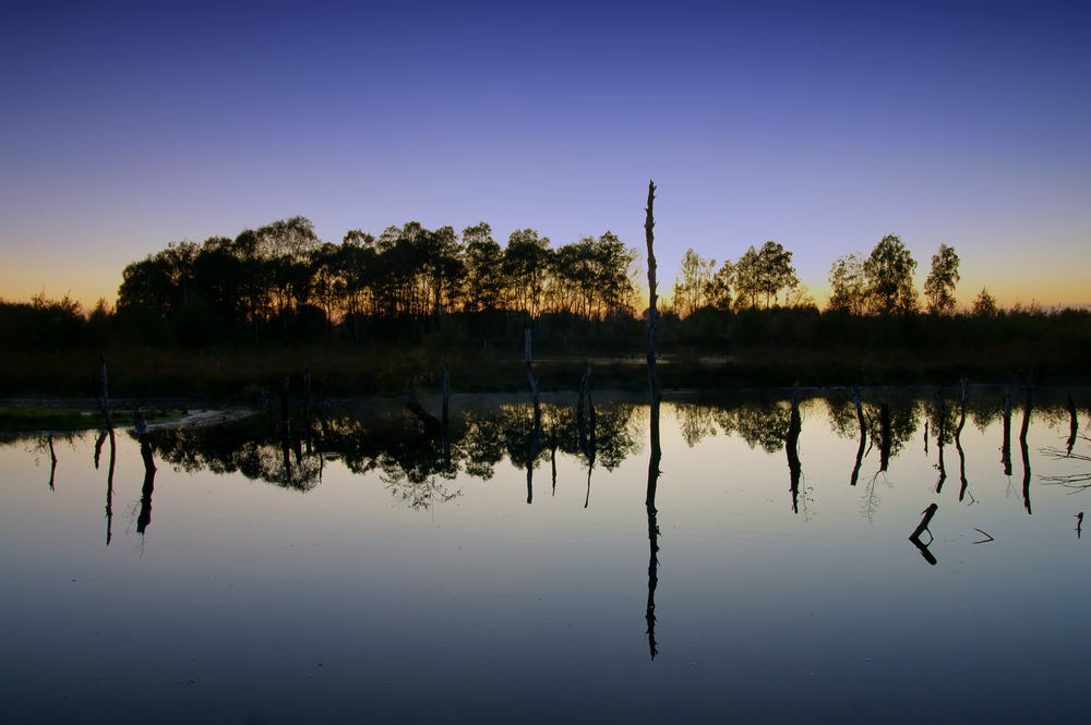 Abends im Moor